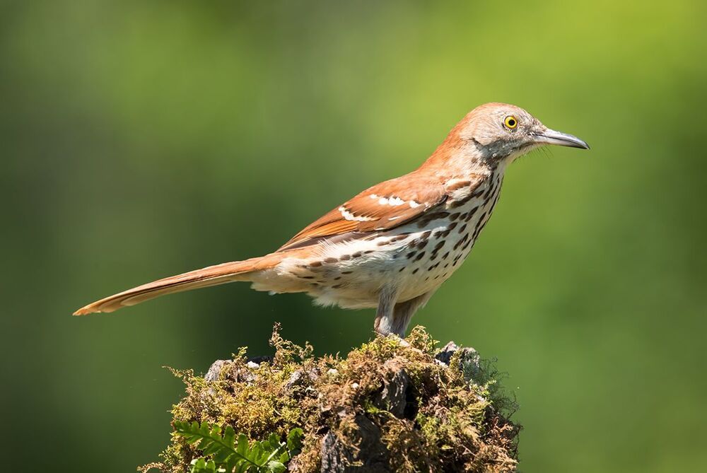 Коричневый пересмешник - Brown Thrasher