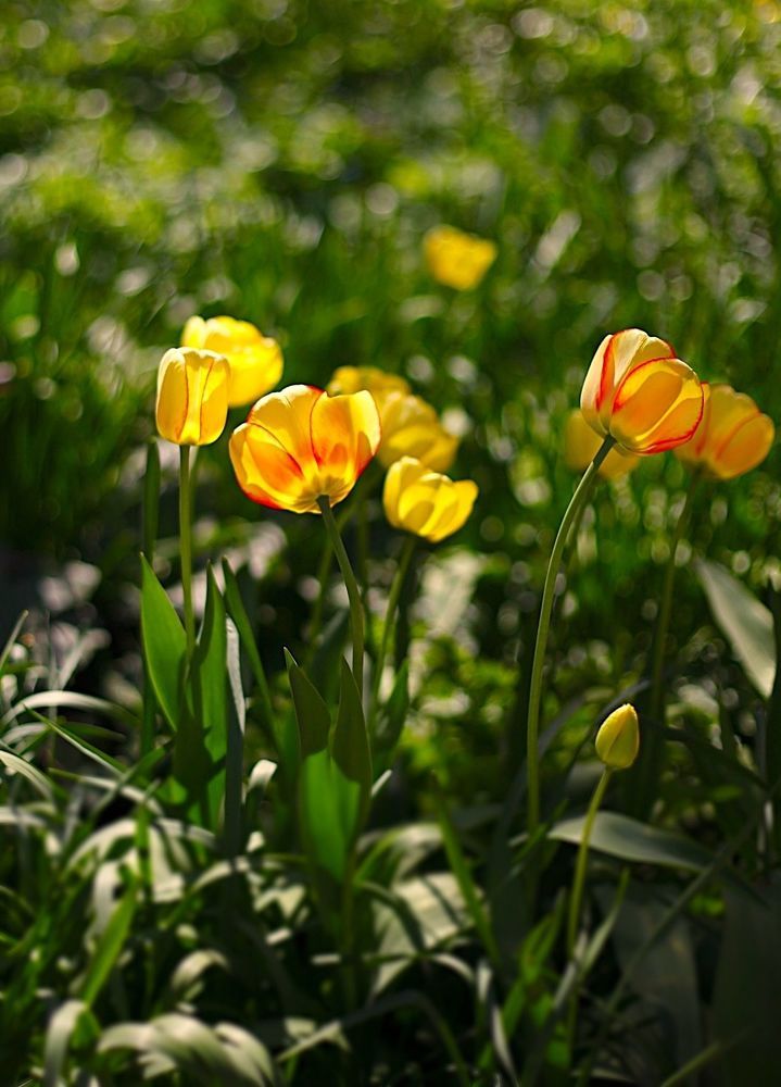 Tulips