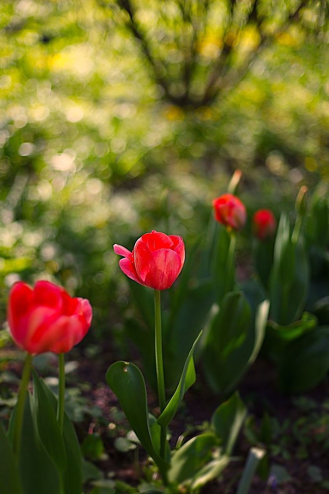 Tulips