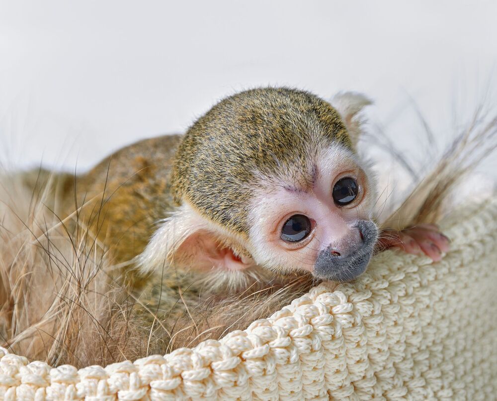Саймири