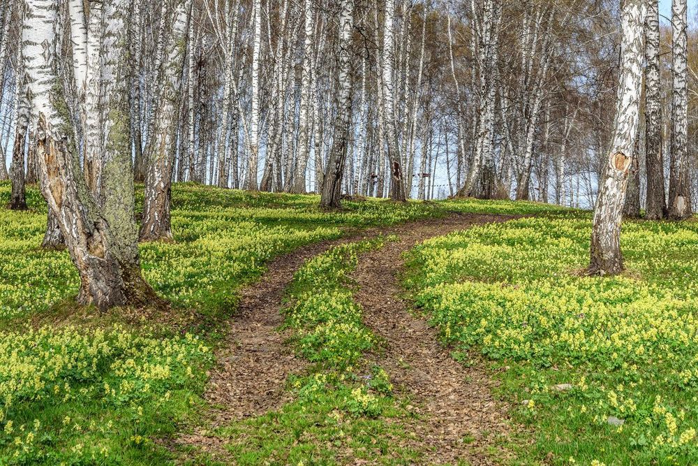 Хохлатка. Цветет даже дорога ))