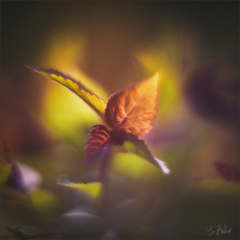 Photo 1103743