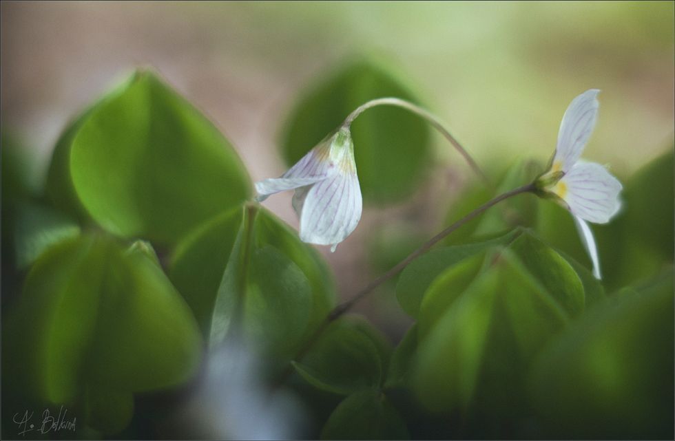 Photo 1103746