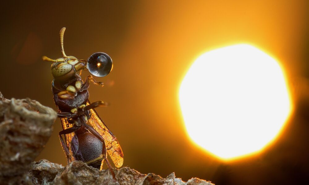 Wasp 2