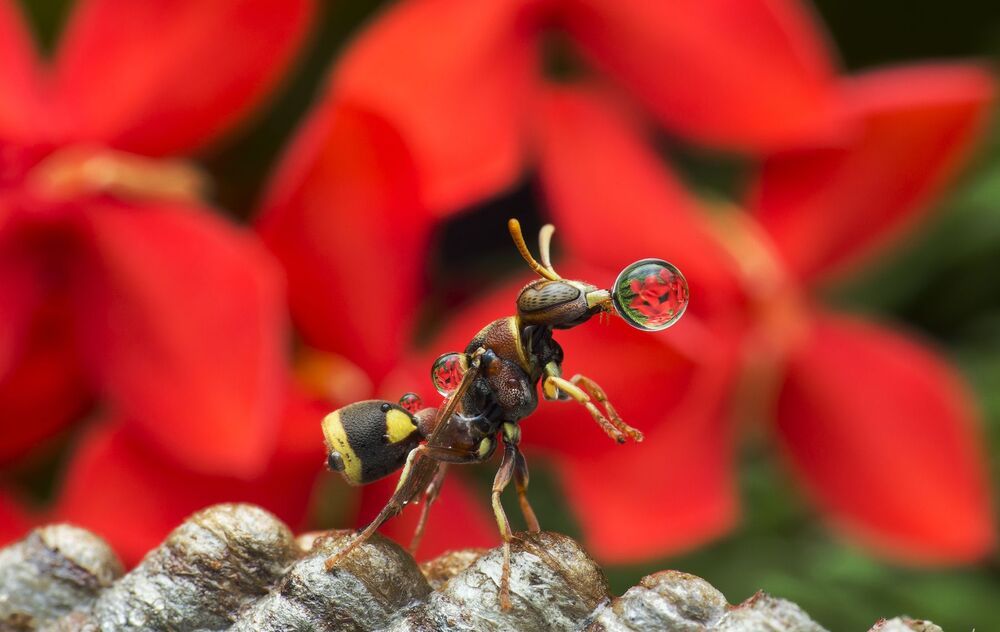 Wasp3