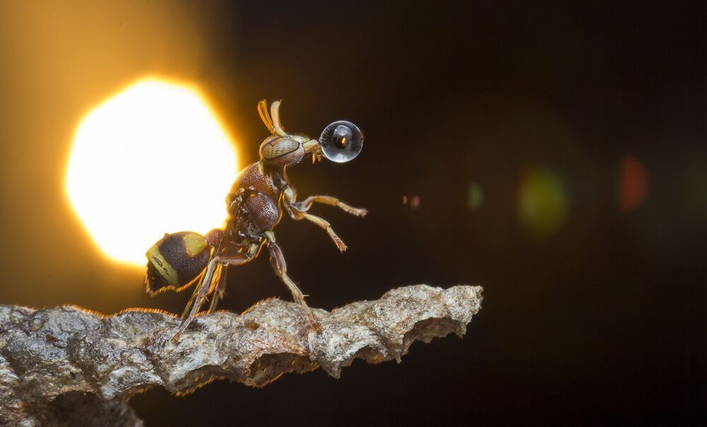 Wasp 4