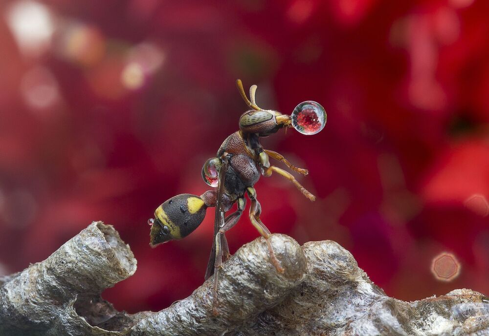 Wasp 5