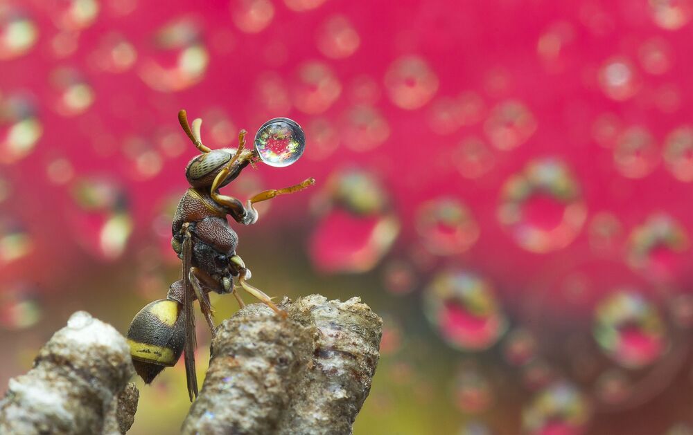 Wasp 6