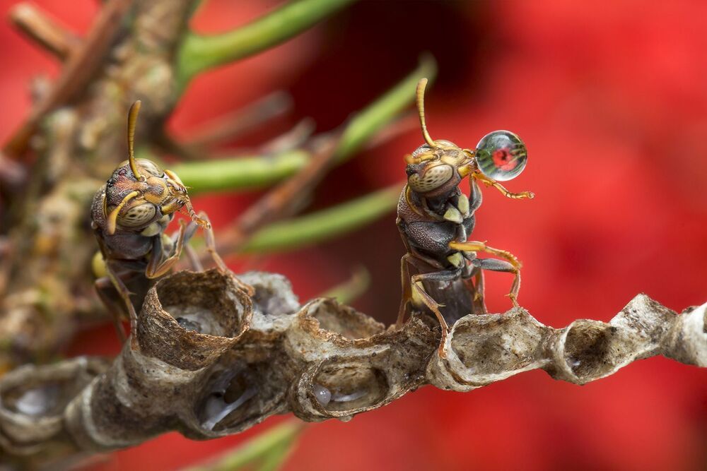 Wasp 7
