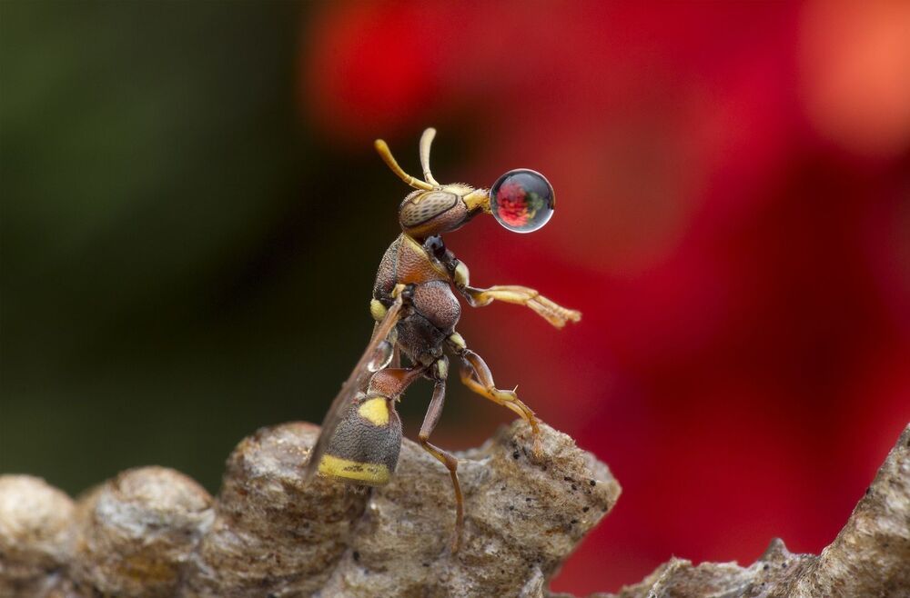 Wasp 8