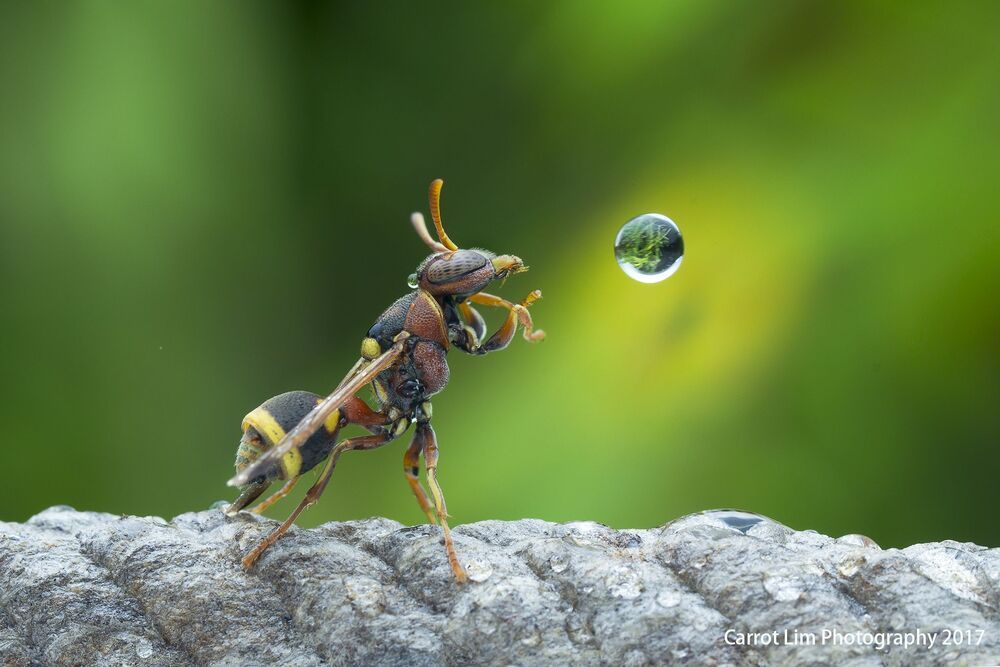 Wasp 9