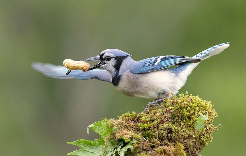 Голубая сойка - Blue Jay