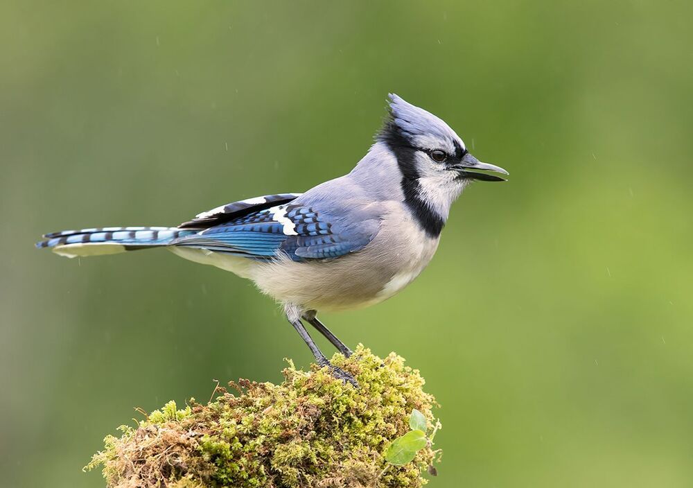 Голубая сойка - Blue Jay