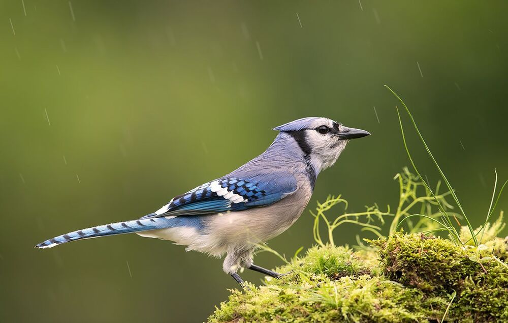 Голубая сойка - Blue Jay