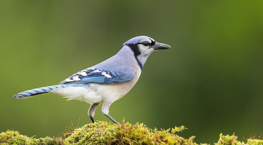 Голубая сойка - Blue Jay