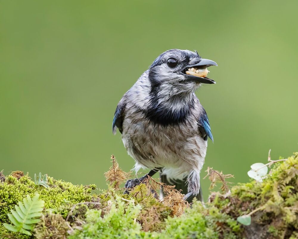 Голубая сойка - Blue Jay