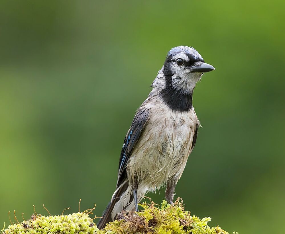 Голубая сойка - Blue Jay