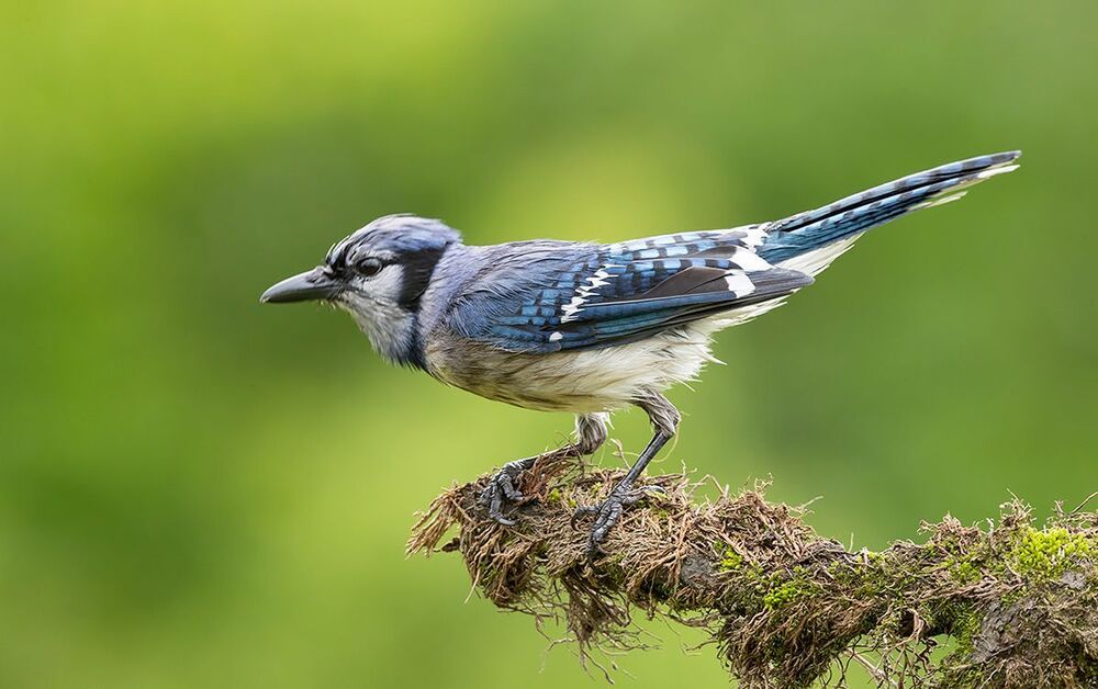 Голубая сойка - Blue Jay