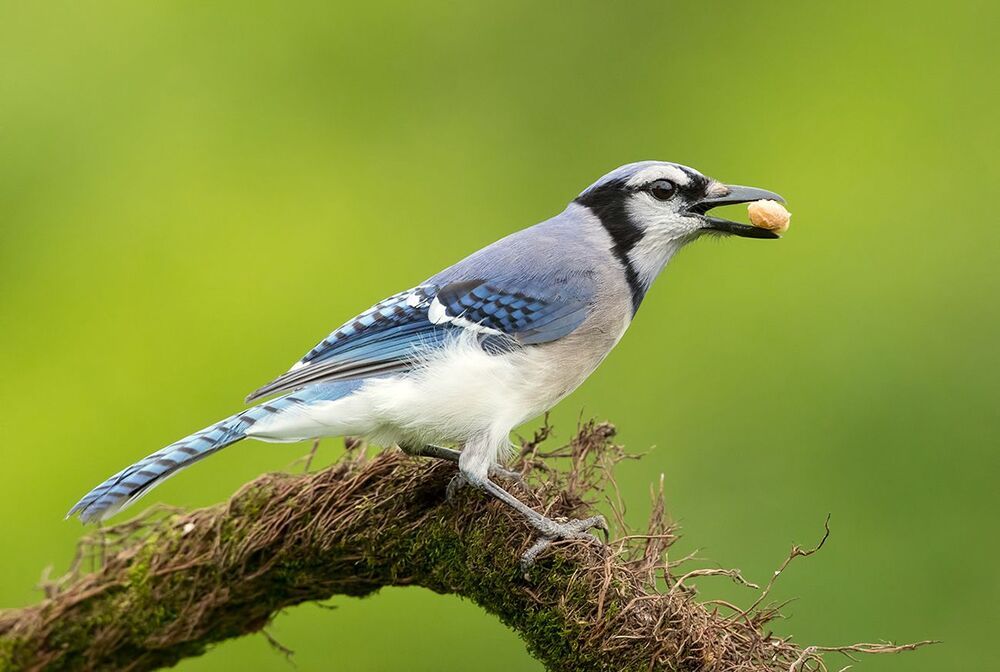 Голубая сойка - Blue Jay