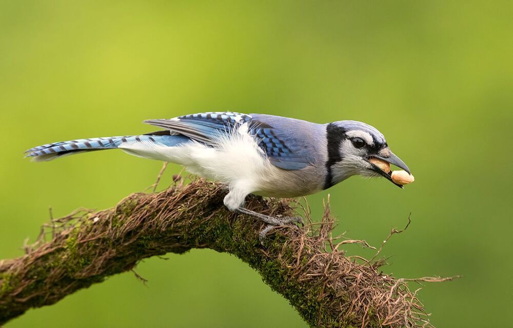 Голубая сойка - Blue Jay