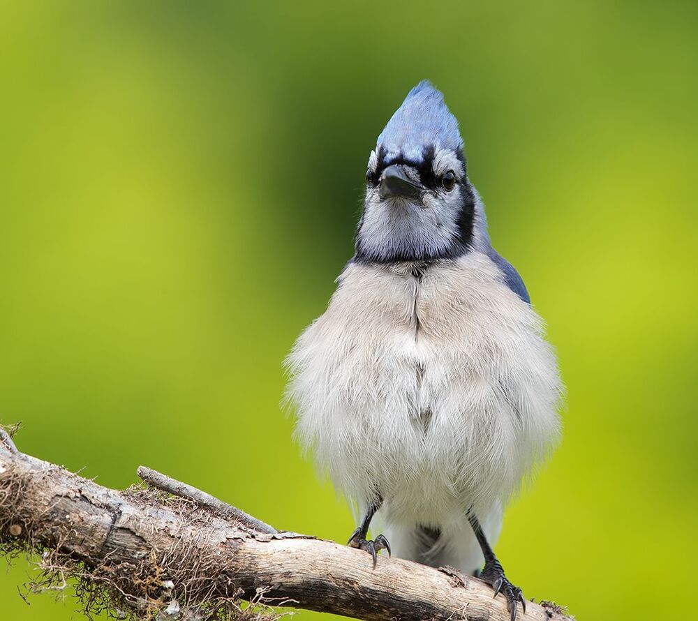 Голубая сойка - Blue Jay