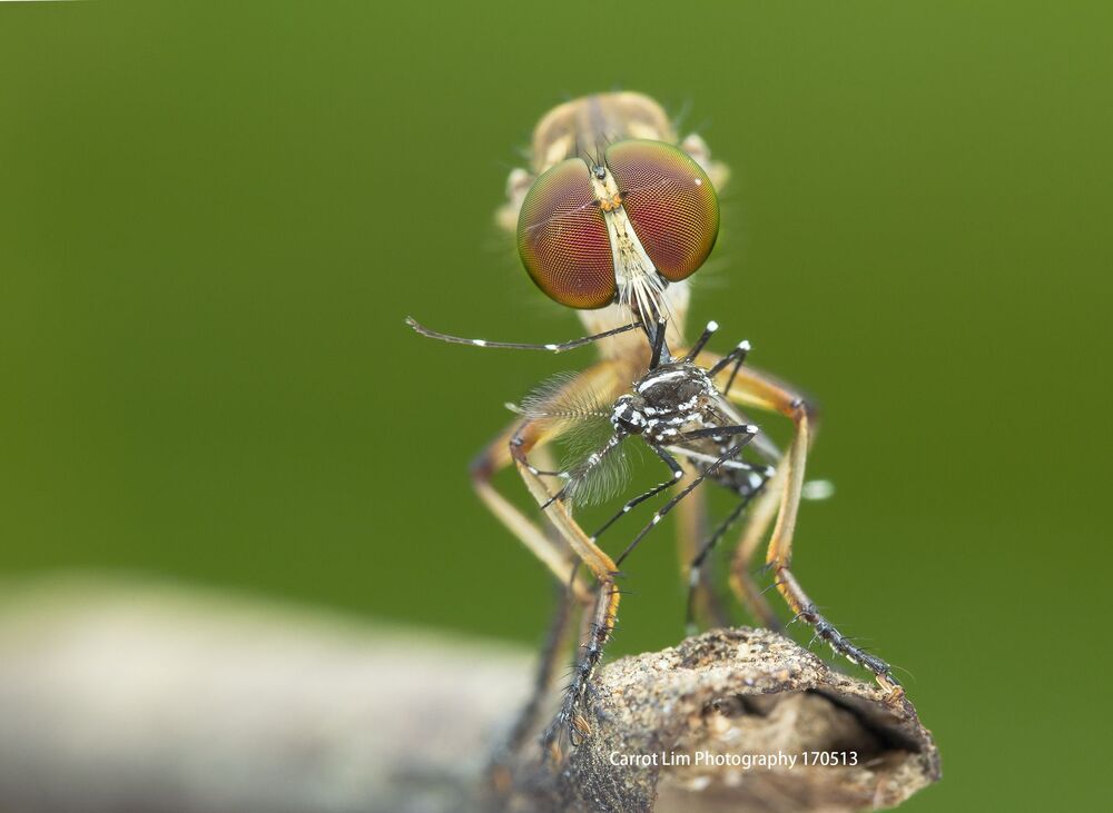 Robber Fly 1