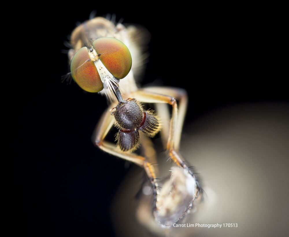 Robber Fly 2