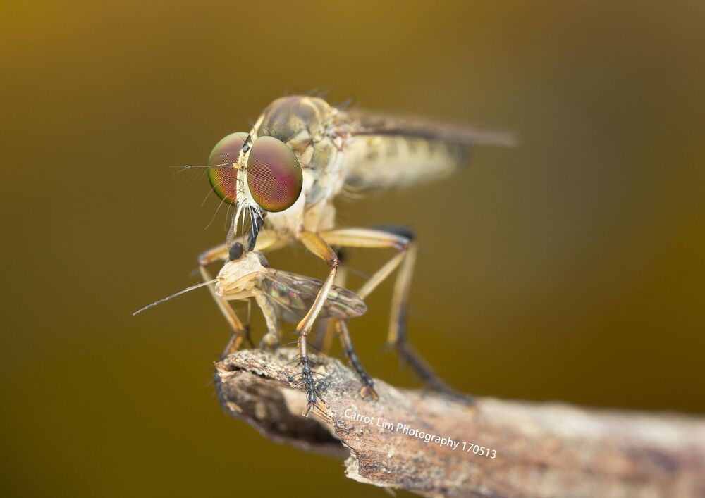 Robber Fly 3