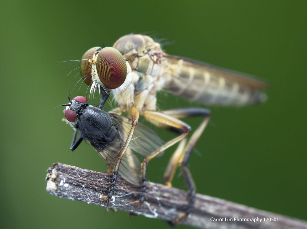 Robber Fly 4