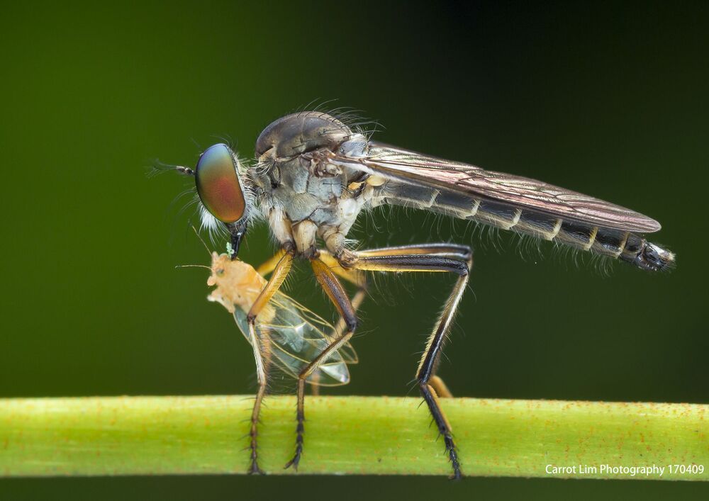 Robber Fly 5