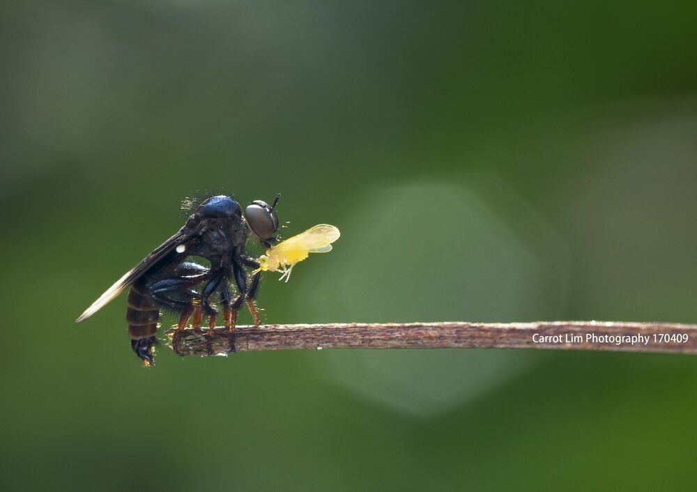 Robber Fly 6