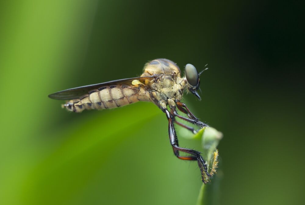 Robber Fly 7
