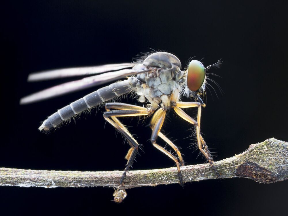Robber Fly 8