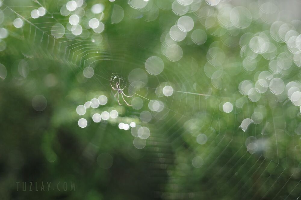 Купание в Bokeh