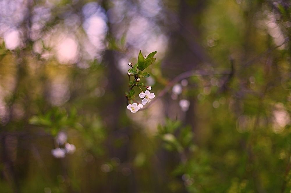 Cherry