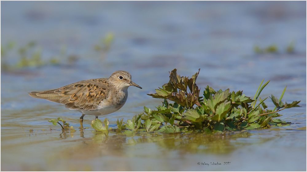 Белохвостый песочник (Calidris temminckii)