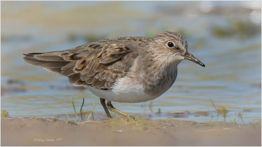 Белохвостый песочник (Calidris temminckii)
