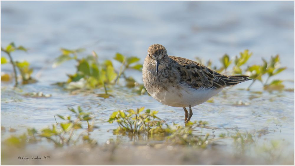 Белохвостый песочник (Calidris temminckii)