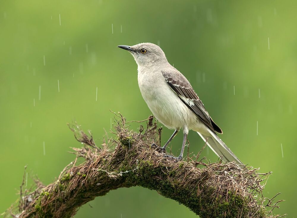 Многоголосый пересмешник - Northern Mockingbird