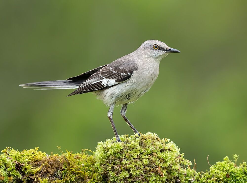 Многоголосый пересмешник - Northern Mockingbird