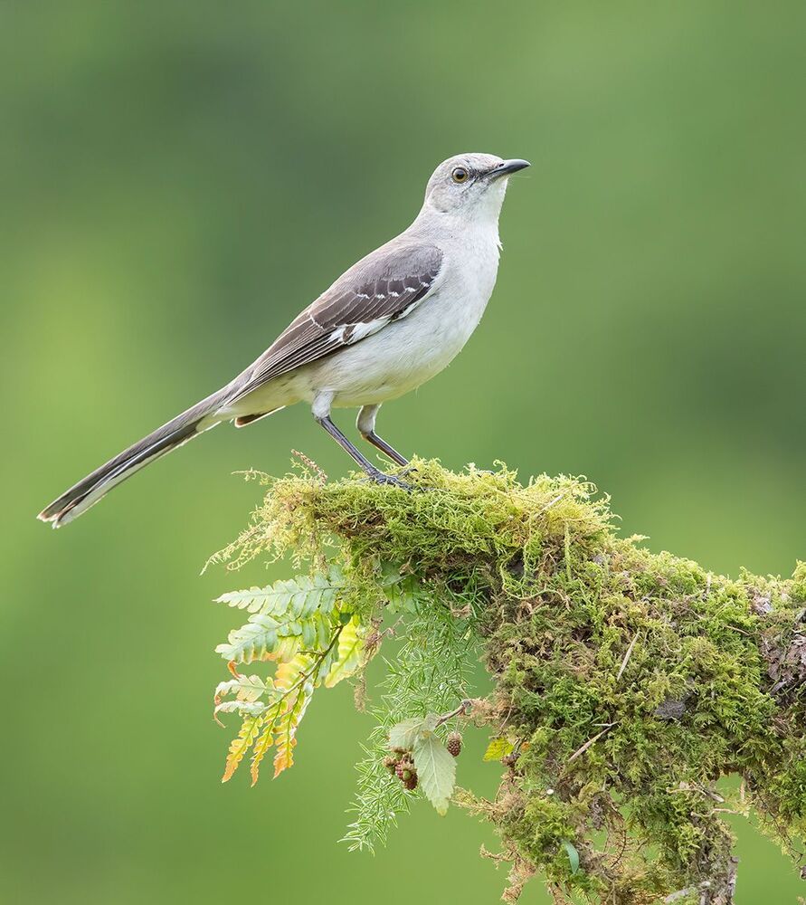 Многоголосый пересмешник - Northern Mockingbird