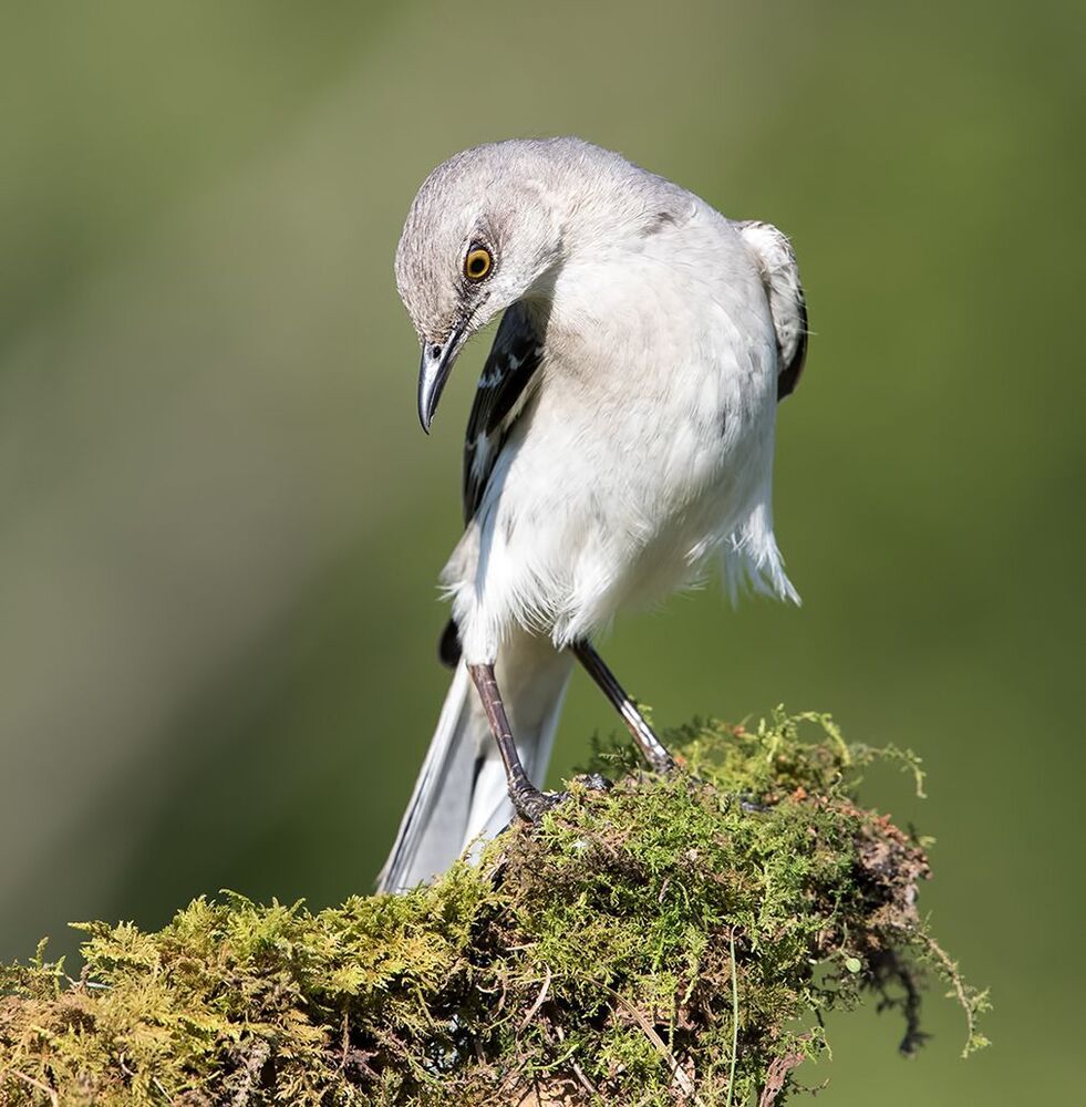 Многоголосый пересмешник - Northern Mockingbird