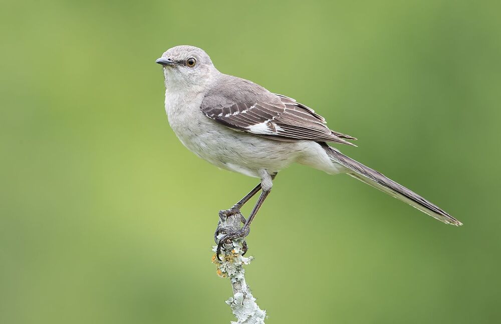 Многоголосый пересмешник - Northern Mockingbird