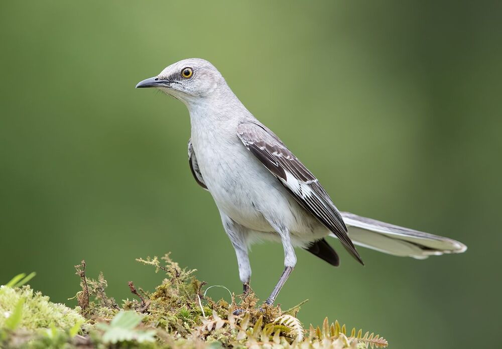 Многоголосый пересмешник - Northern Mockingbird