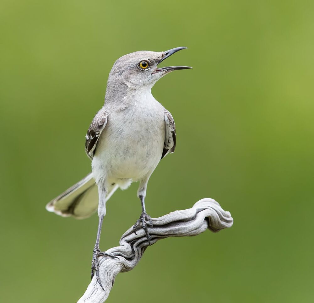 Многоголосый пересмешник - Northern Mockingbird