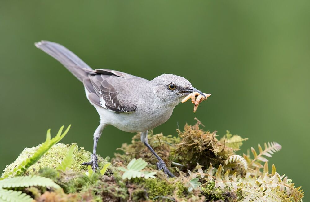 Многоголосый пересмешник - Northern Mockingbird