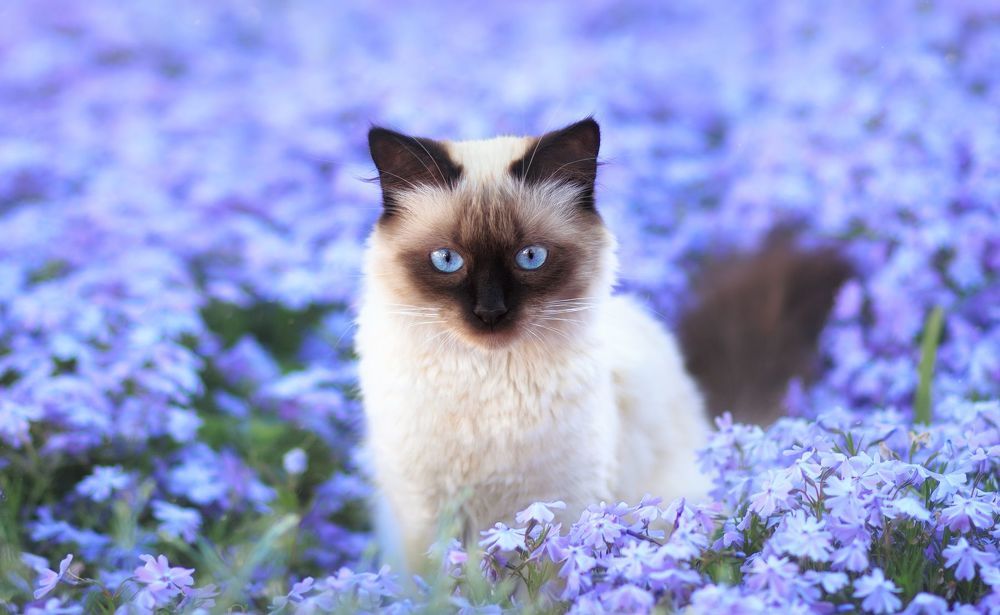 Bloom