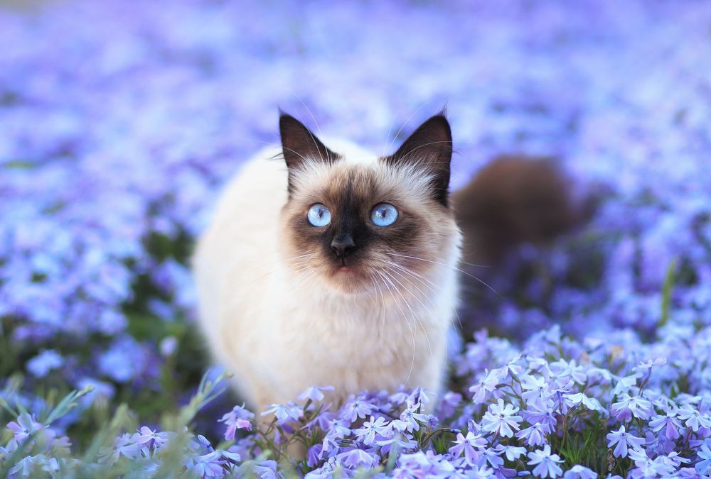 Bloom