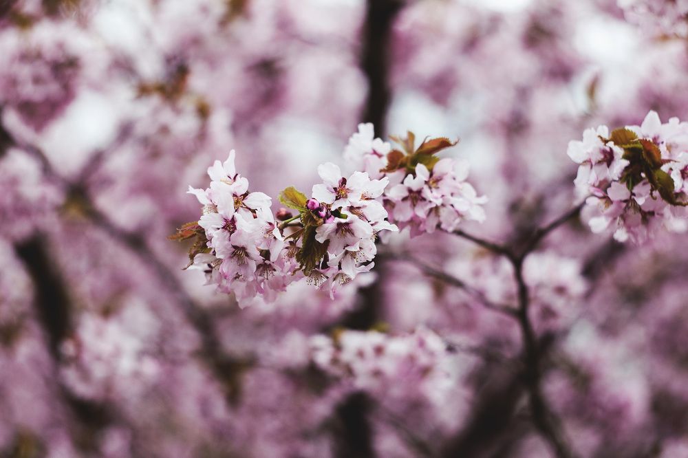 .Sakura.