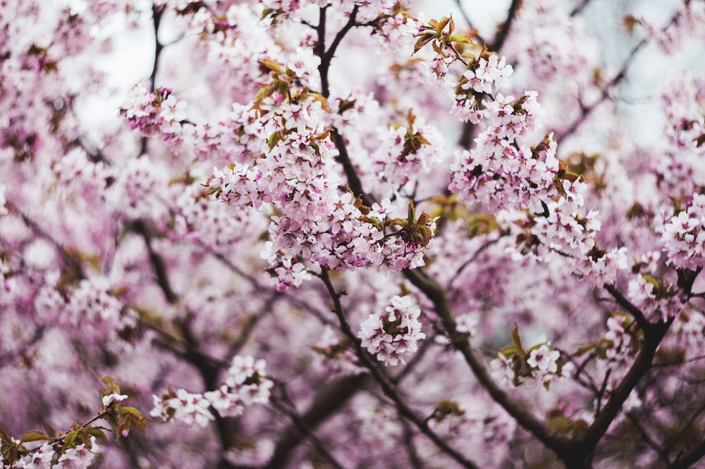 .Sakura.